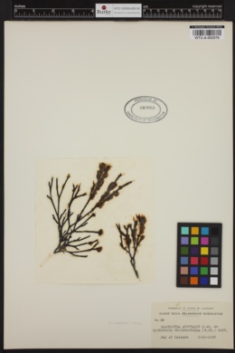 Elachista australis image