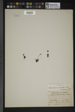 Androsace chamaejasme subsp. carinata image