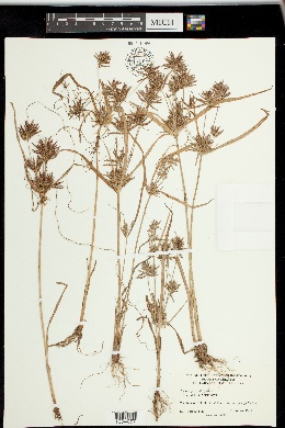 Cyperus parishii image