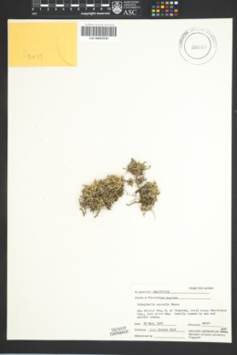 Image of Selaginella asprella