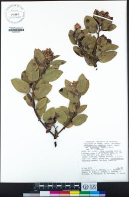 Arctostaphylos tomentosa subsp. subcordata image