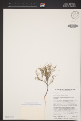 Sibara filifolia image