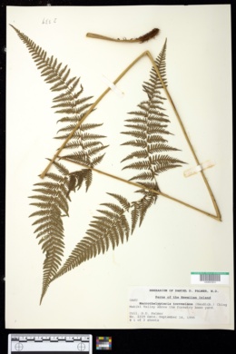 Image of Macrothelypteris torresiana