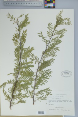 Acacia constricta var. constricta image