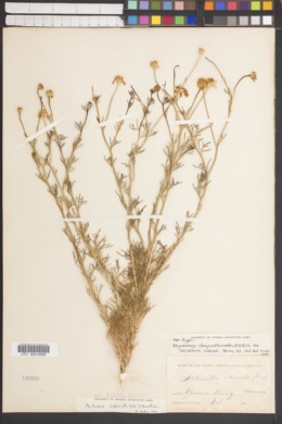 Hymenoxys chrysanthemoides var. excurrens image