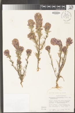 Castilleja exserta subsp. exserta image
