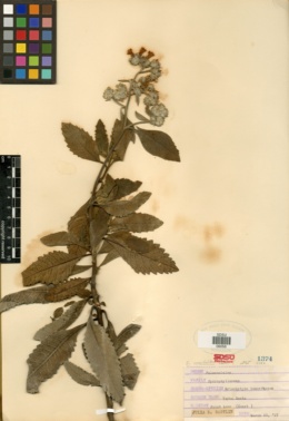 Eriodictyon crassifolium var. nigrescens image
