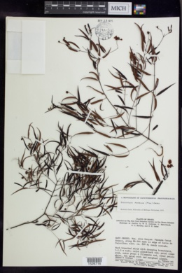 Banisteriopsis acerosa image