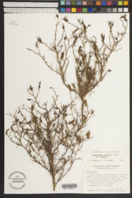 Cordylanthus wrightii var. wrightii image