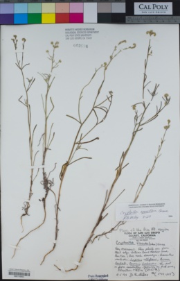 Image of Cryptantha sparsiflora