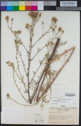 Centaurea stoebe subsp. australis image