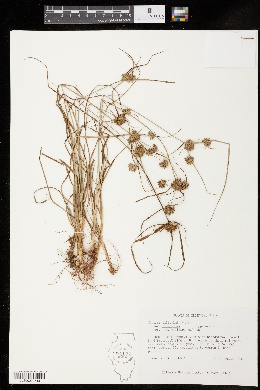 Cyperus filiculmis var. filiculmis image