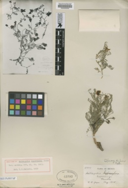 Astragalus esperanzae image