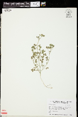 Image of Trifolium argutum