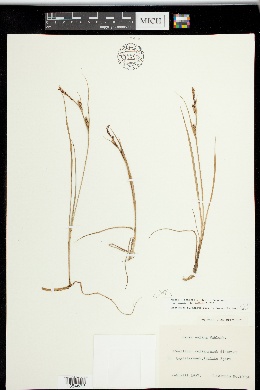 Carex x reducta image