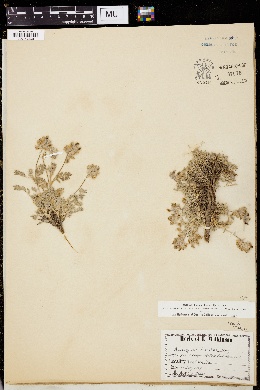 Image of Astragalus austinae