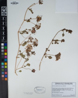 Abronia umbellata subsp. umbellata image