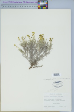 Thymophylla setifolia image