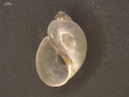 Image of Bulinus hexaploidus
