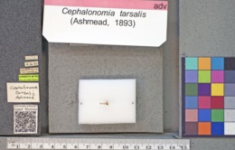 Image of Cephalonomia tarsalis