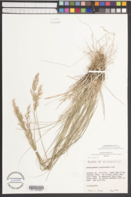 Calamagrostis vaseyi image
