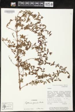 Lythrum gracile image