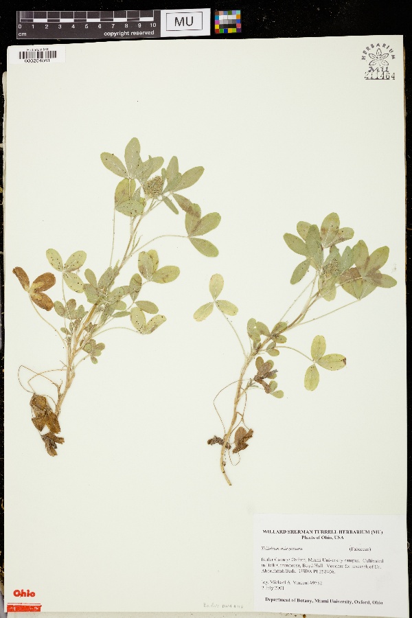 Trifolium miegeanum image