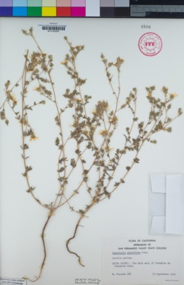 Image of Lagophylla glandulosa