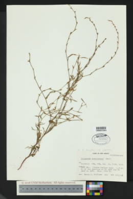 Polygonum douglasii subsp. johnstonii image