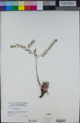 Dudleya abramsii subsp. murina image