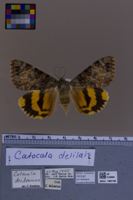 Catocala delilah image