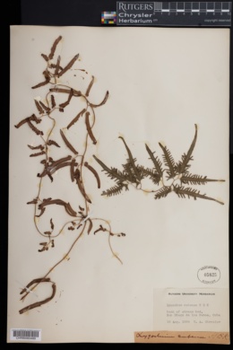 Lygodium cubense image