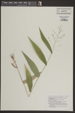 Image of Dichanthelium latifolium