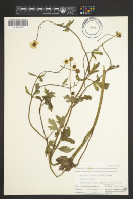 Ranunculus pacificus image