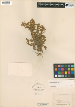 Image of Buddleja scordioides