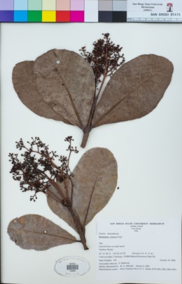 Buchanania vitiensis image