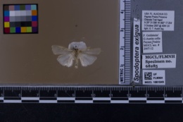 Spodoptera exigua image