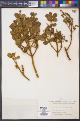 Phoradendron serotinum image