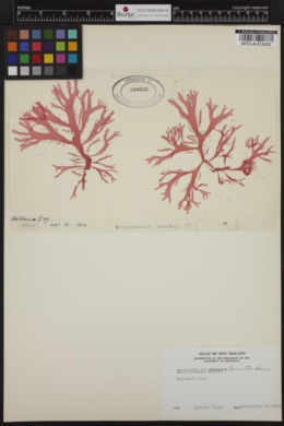 Rhodophyllis lacerata image
