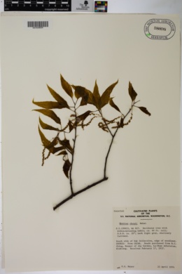 Quercus chenii image
