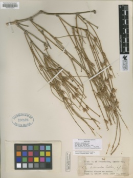 Ephedra arenicola image