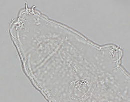 Isohypsibius pauper image