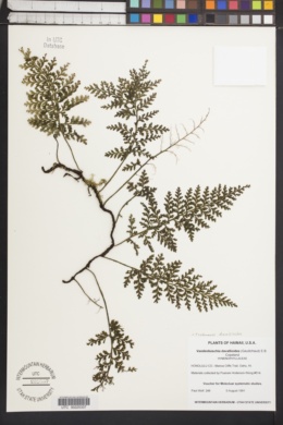 Image of Vandenboschia davalloides
