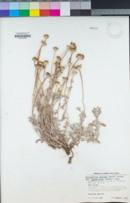 Eriophyllum lanatum var. lanceolatum image