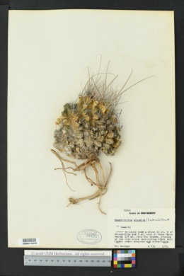 Thelocactus setispinus image
