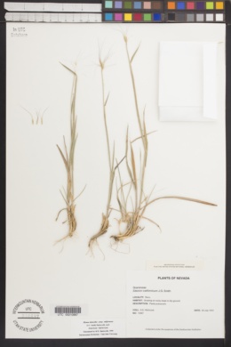 Sitanion californicum image