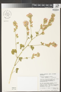 Sidalcea hickmanii subsp. anomala image