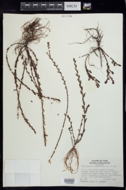 Phyllanthus heliotropus image
