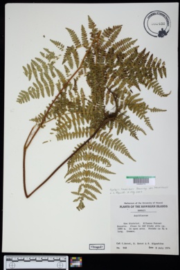 Hypolepis hawaiiensis var. hawaiiensis image