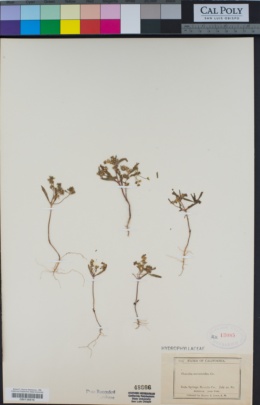 Image of Phacelia racemosa